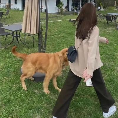 神犬出击